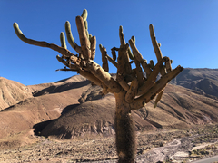 Browningia candelaris