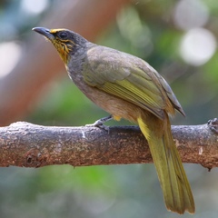 Pycnonotus finlaysoni