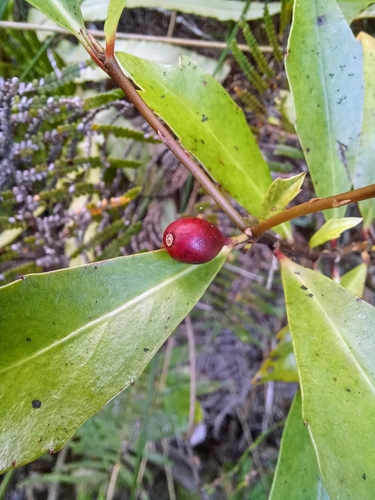 Image of Alseuosmia quercifolia by no rights reserved