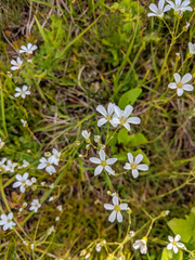 Eremogone capillaris