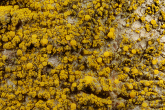 Candelariella xanthostigmoides