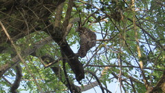 Nyctibius jamaicensis