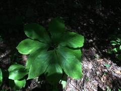 Arisaema macrospathum