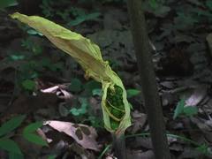 Arisaema macrospathum