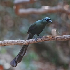 Crypsirina temia