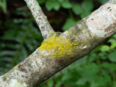 Candelariella xanthostigmoides