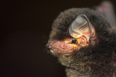 Little Long-Fingered Bat photo 2