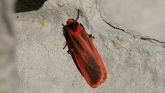 Scoliacma bicolora