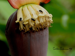 Trigona nigerrima