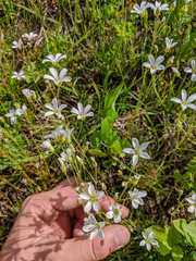 Eremogone capillaris