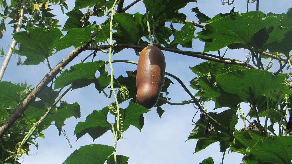 musk cucumber