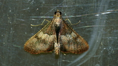 Endotricha ignealis