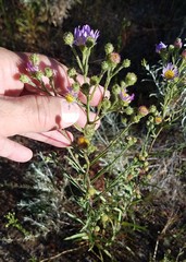 Symphyotrichum campestre