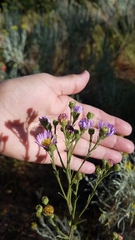 Symphyotrichum campestre