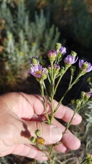 Symphyotrichum campestre