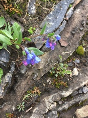 Mertensia lanceolata
