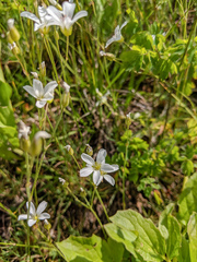Eremogone capillaris