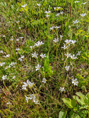 Eremogone capillaris