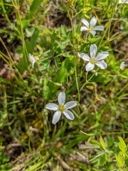 Eremogone capillaris