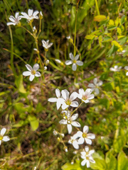 Eremogone capillaris