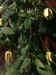 Clematis occidentalis