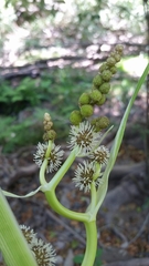 Sparganium eurycarpum greenei