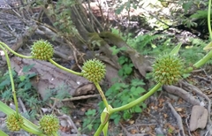 Sparganium eurycarpum greenei