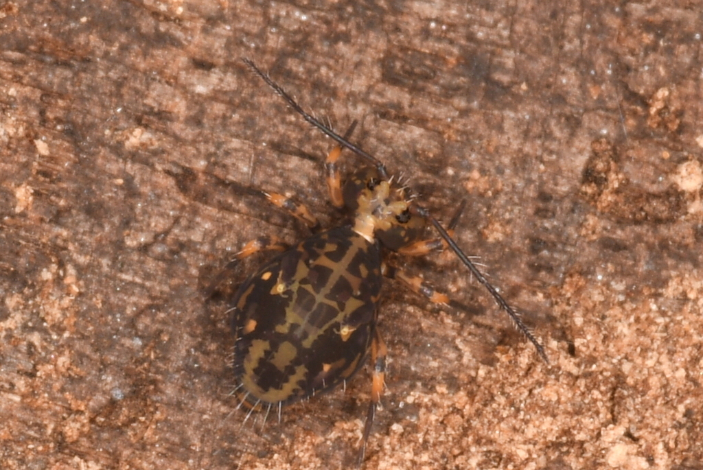Ptenothrix californica