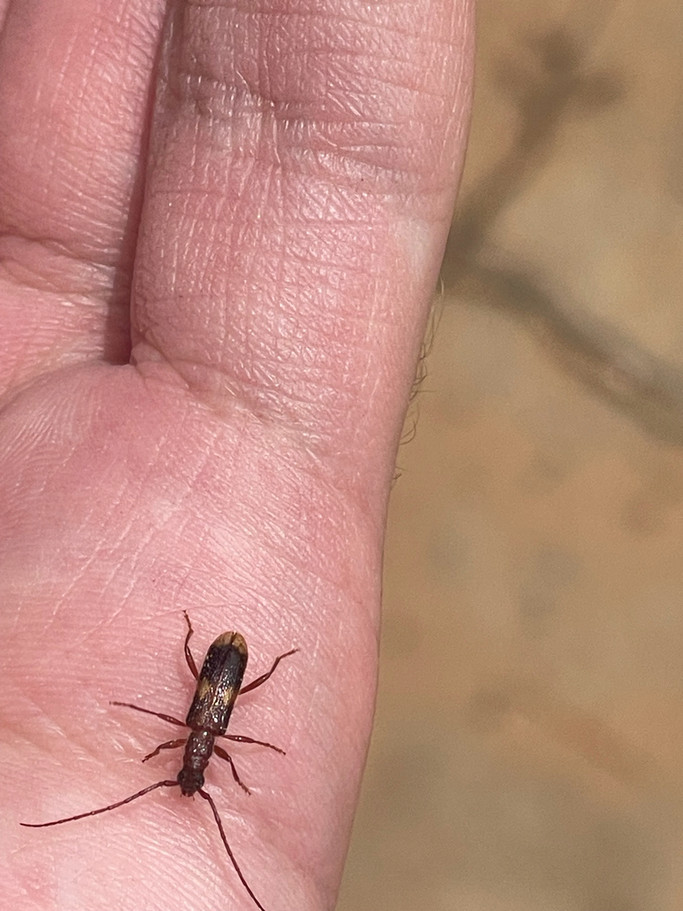 Atesta mapida