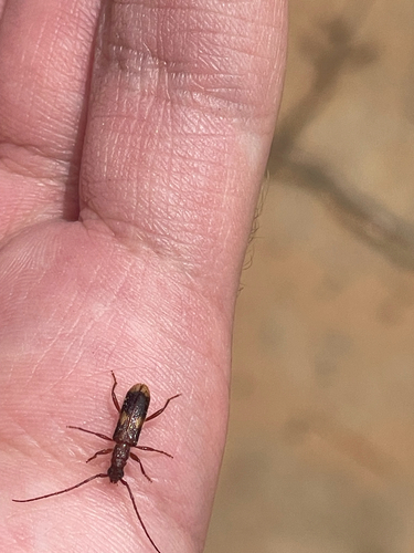 Atesta mapida