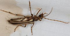 Ortholeptura valida