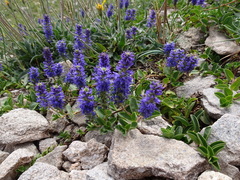 Veronica allionii