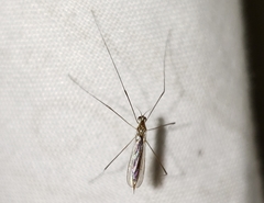 Gonomyia puer