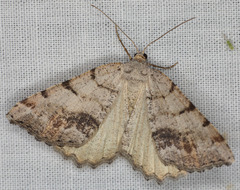 Macaria colata