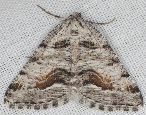 Macaria colata