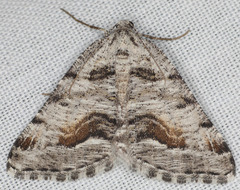 Macaria colata