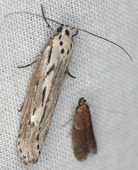 Ethmia discostrigella