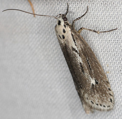 Ethmia discostrigella