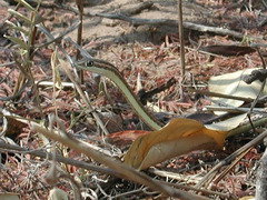 Psammophis subtaeniatus