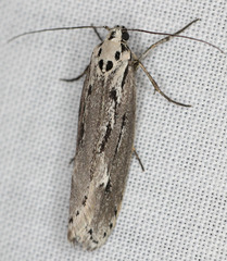 Ethmia discostrigella