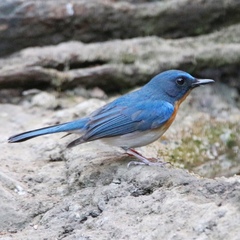 Cyornis sumatrensis