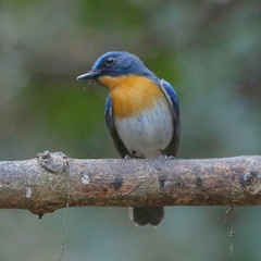 Cyornis sumatrensis