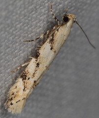 Coleotechnites coniferella