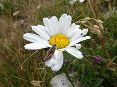 Leucantheminae