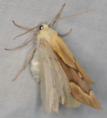 Sabulodes edwardsata