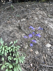 Penstemon heterodoxus