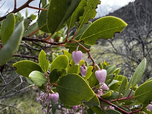 Arctostaphylos stanfordiana, photograph 4