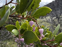 Arctostaphylos stanfordiana, photograph (c) wonton_soup, some rights reserved (CC BY)