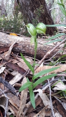 Pterostylis viriosa