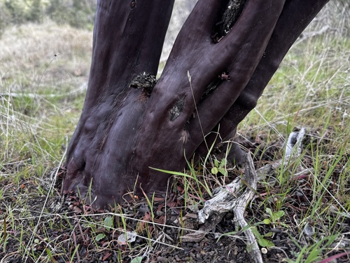 Arctostaphylos stanfordiana, photograph 5